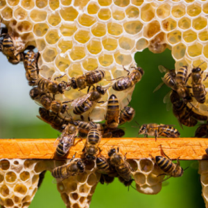 Mật ong hoa rừng ngập mặn nguyên chất